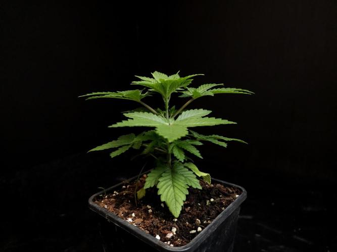 Skunk. Week 3