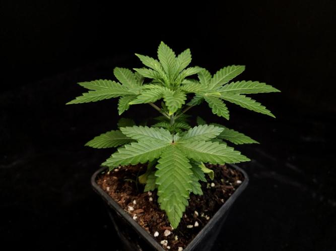 Skunk. Week 3