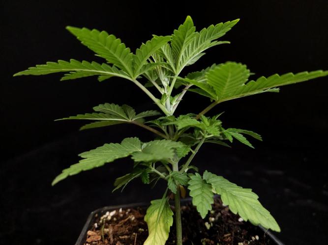 Skunk. Week 3