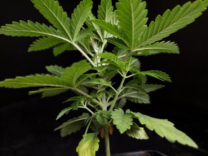 Skunk. Week 3