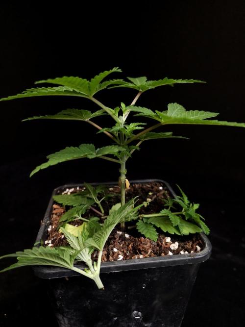 Skunk. Week 3