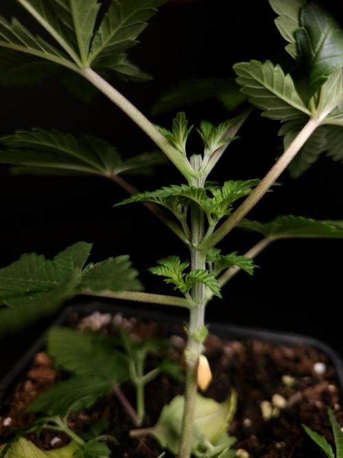 Skunk. Week 3