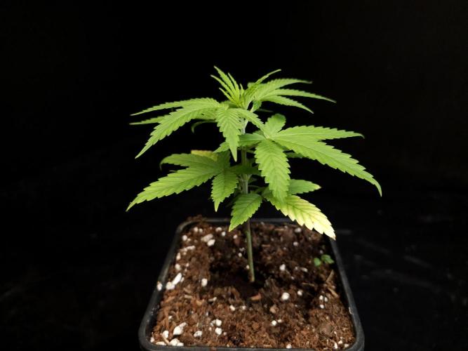 Power plant. Week 3