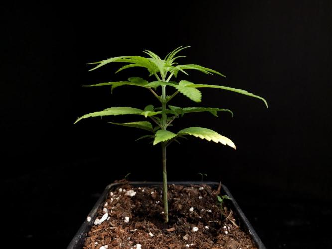 Power plant. Week 3