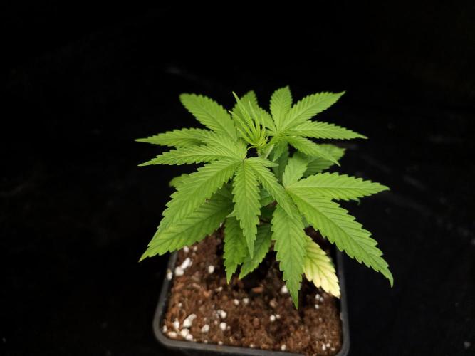 Power plant. Week 3