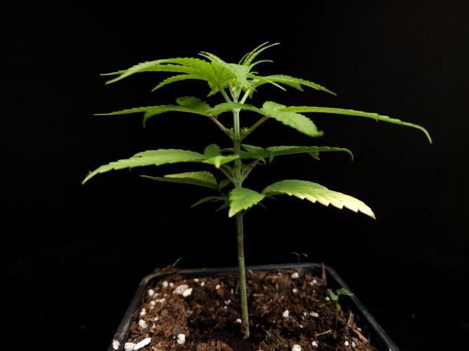 Power plant. Week 3