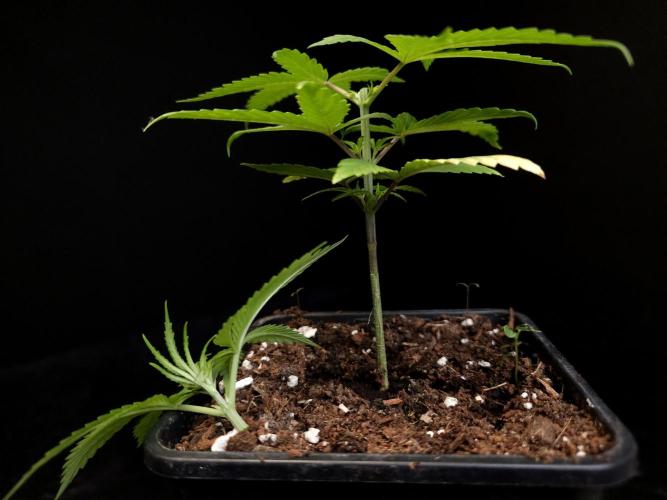 Power plant. Week 3