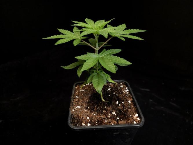 Girl Scoute Cookies. Week 3