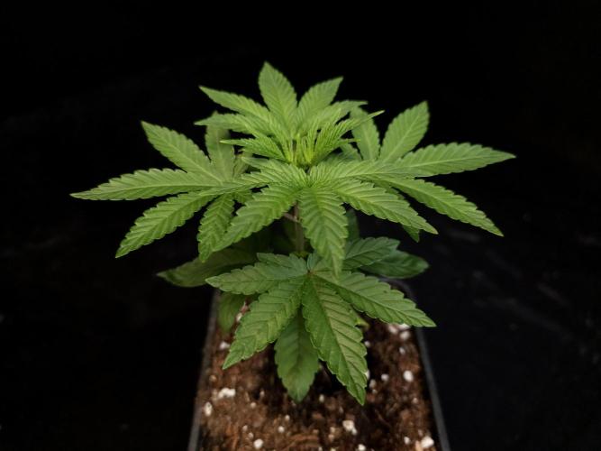 Girl Scoute Cookies. Week 3