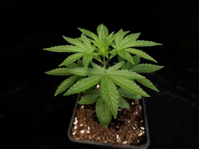 Girl Scoute Cookies. Week 3