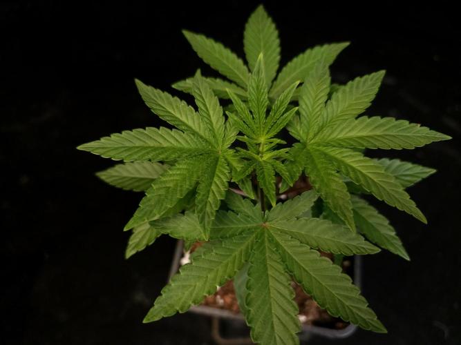 Girl Scoute Cookies. Week 3