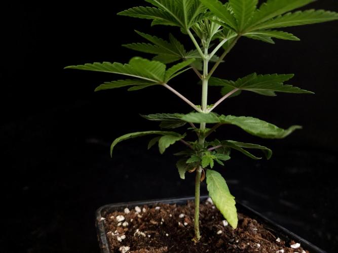 Girl Scoute Cookies. Week 3