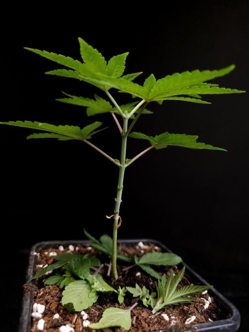 Girl Scoute Cookies. Week 3
