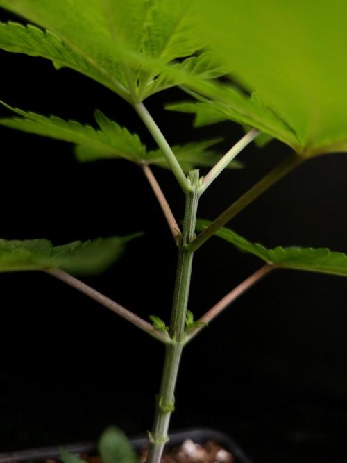 Girl Scoute Cookies. Week 3