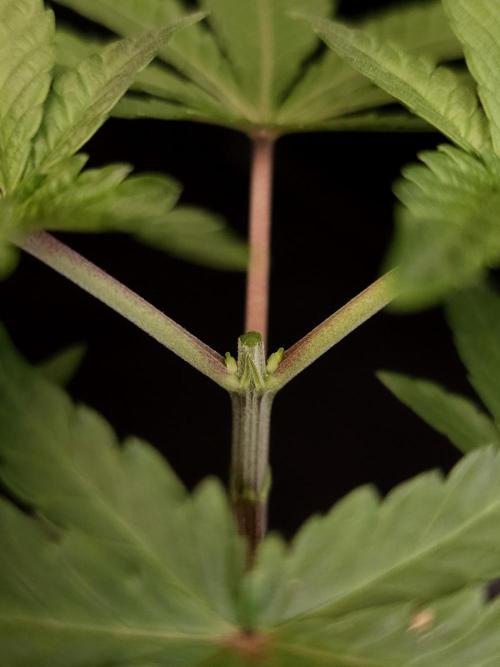 Girl Scoute Cookies. Week 3