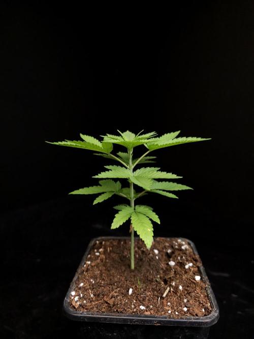 White Widow. Week 3