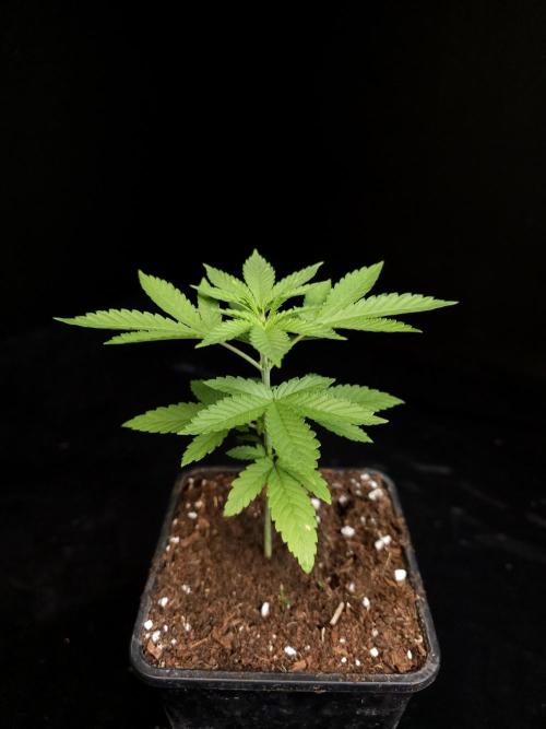 White Widow. Week 3