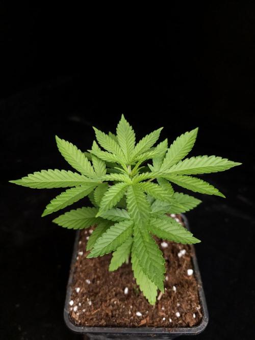 White Widow. Week 3
