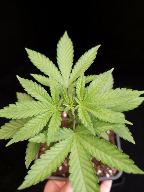 White Widow. Week 3