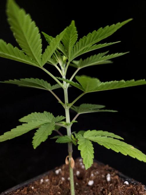 White Widow. Week 3