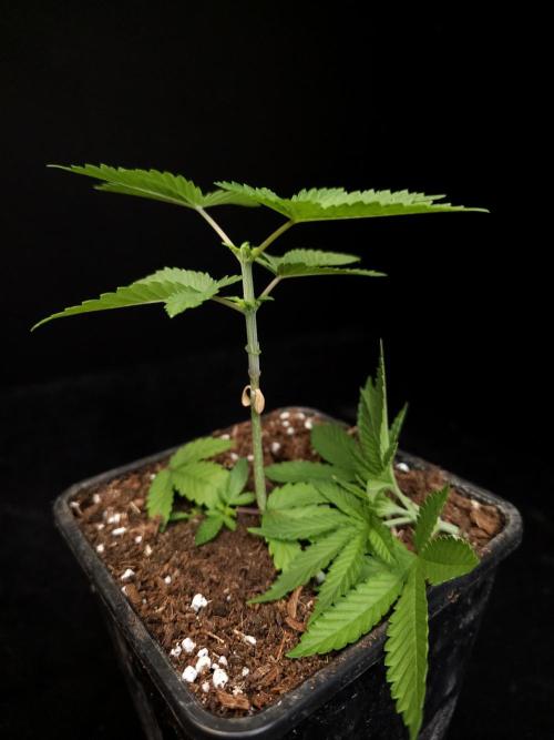 White Widow. Week 3