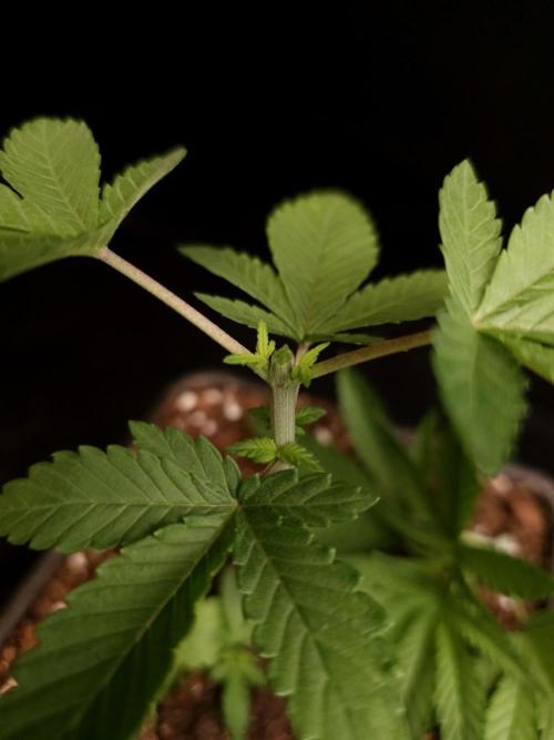 White Widow. Week 3