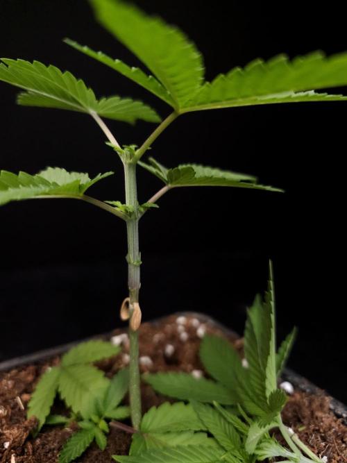 White Widow. Week 3