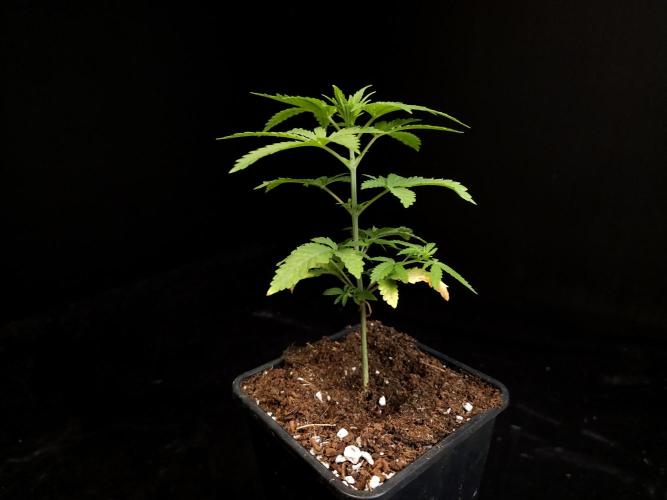 Zkittlez. Week 3