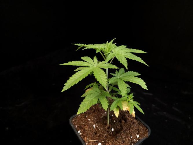 Zkittlez. Week 3