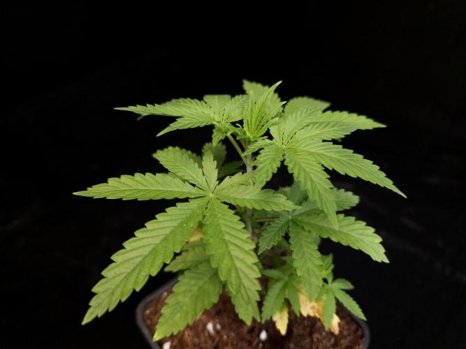 Zkittlez. Week 3