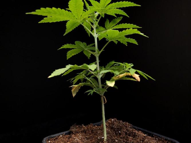 Zkittlez. Week 3