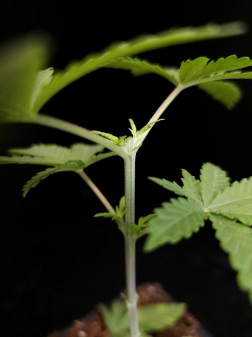 Zkittlez. Week 3