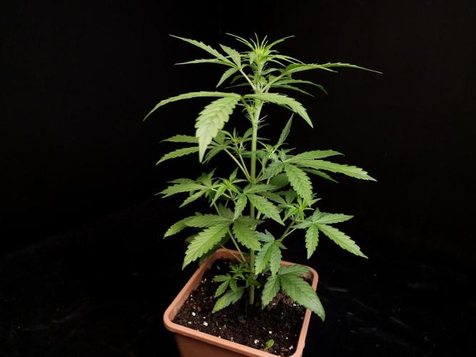 Zkittlez automatic. Week 3