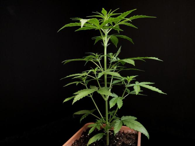Zkittlez automatic. Week 3