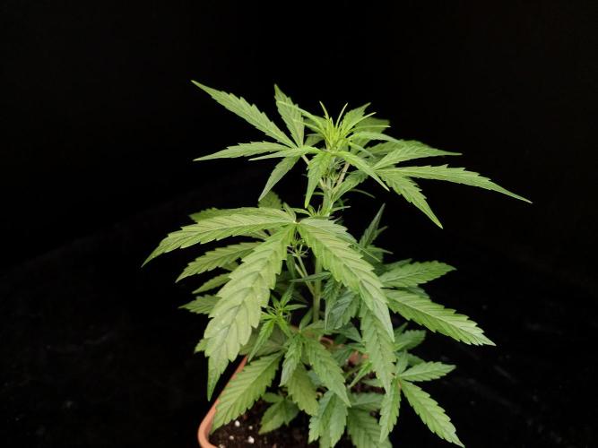 Zkittlez automatic. Week 3