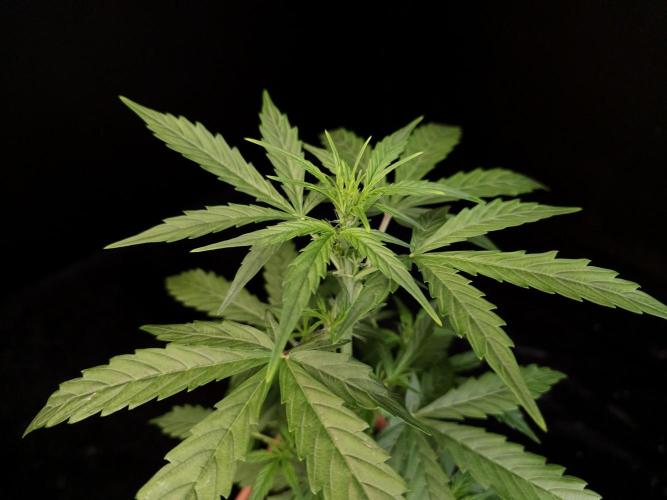 Zkittlez automatic. Week 3