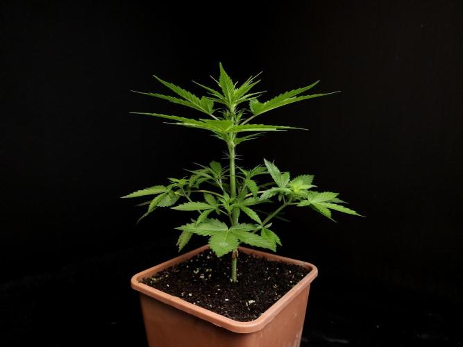 White widow auto. Week 3