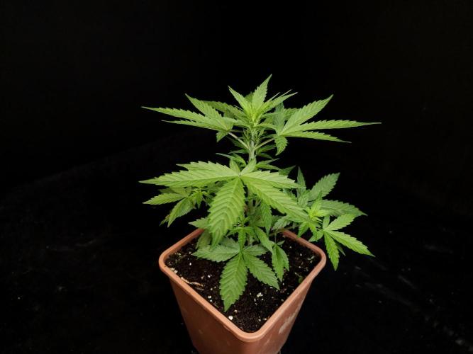 White widow auto. Week 3