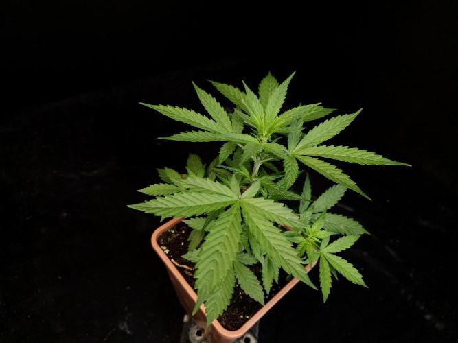 White widow auto. Week 3