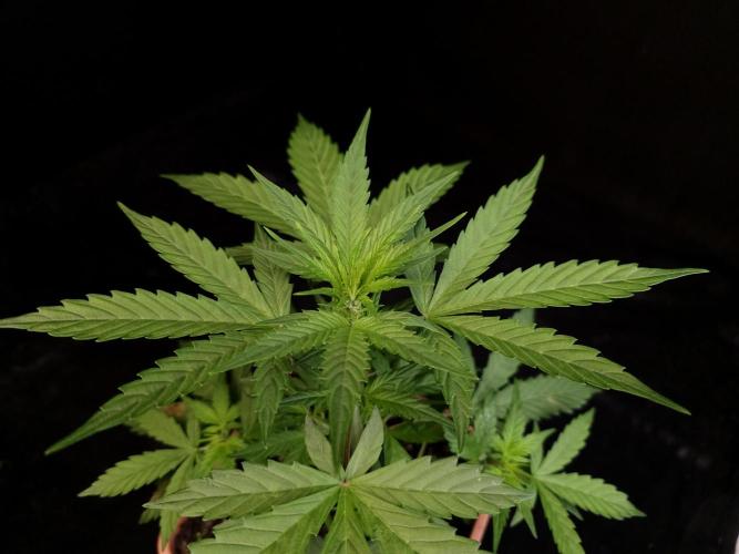White widow auto. Week 3