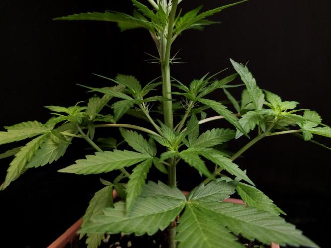 White widow auto. Week 3