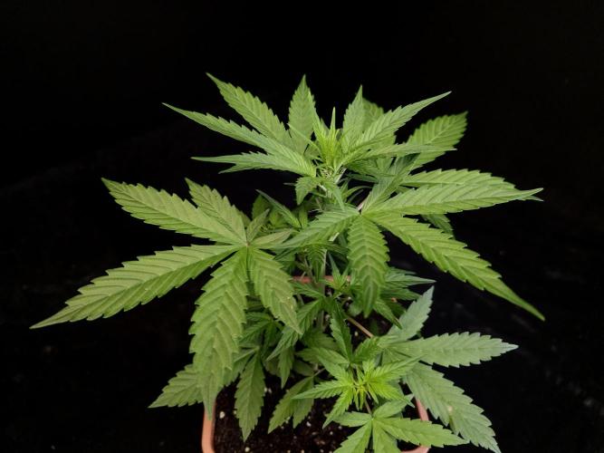 White widow auto. Week 3