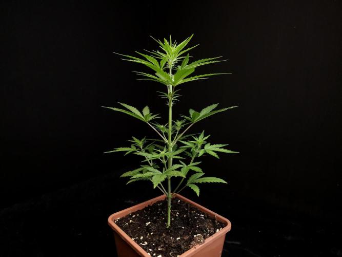Girl scoute cookies auto. Week 3