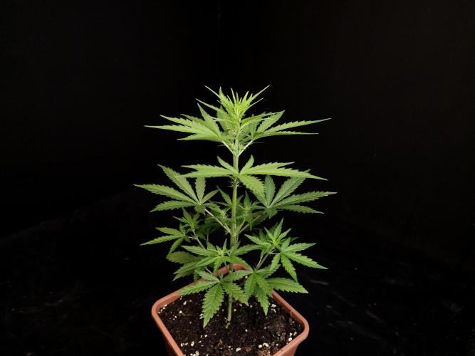 Girl scoute cookies auto. Week 3