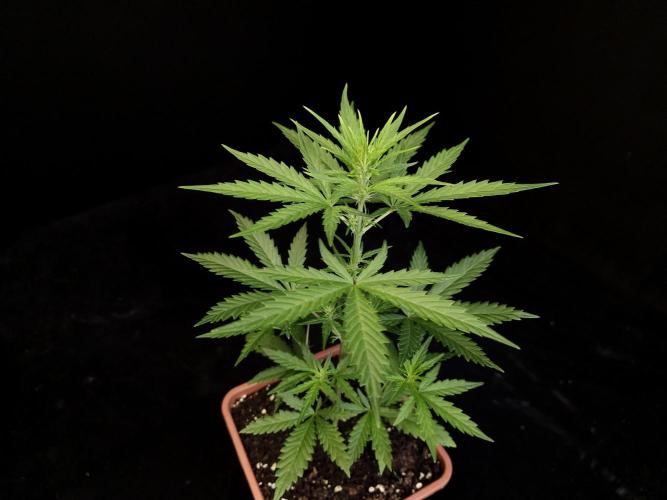 Girl scoute cookies auto. Week 3