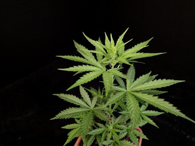 Girl scoute cookies auto. Week 3