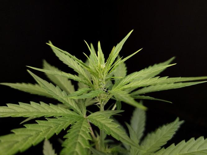 Girl scoute cookies auto. Week 3