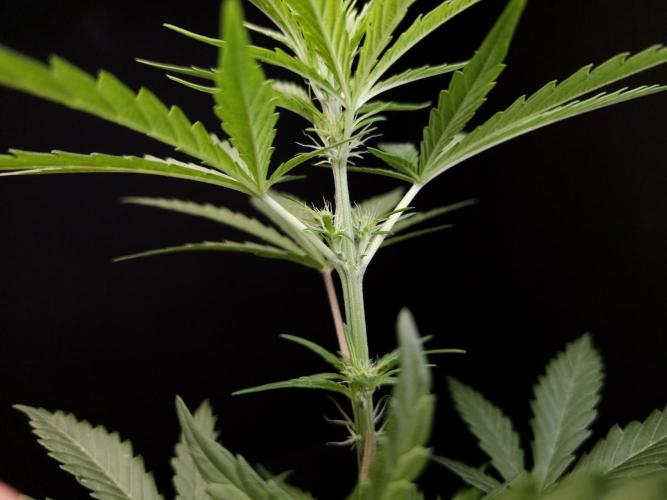 Girl scoute cookies auto. Week 3