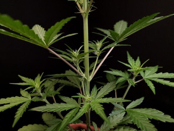 Girl scoute cookies auto. Week 3