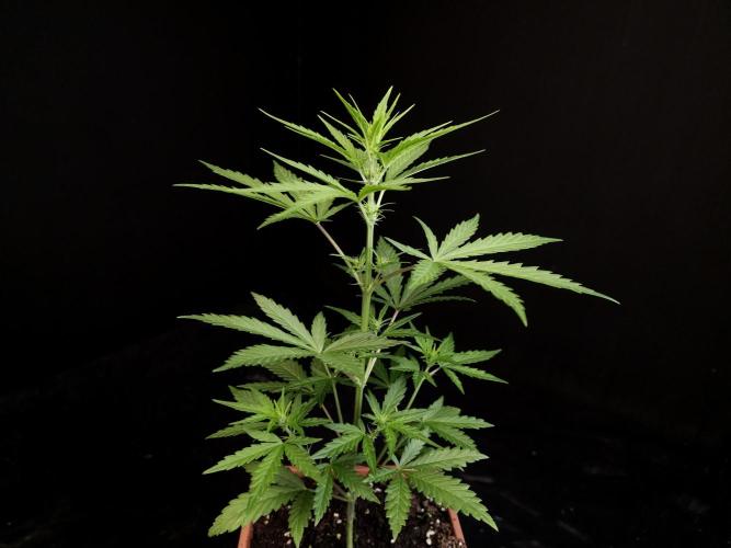 Girl scoute cookies auto. Week 3